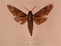 藏品(白星天蛾)的圖片