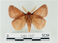 藏品(褐斜帶枯葉蛾)的圖片