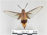 藏品(大透翅天蛾)的圖片