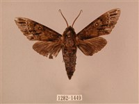 藏品(白星天蛾)的圖片