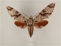 藏品(粗斜紋天蛾)的圖片