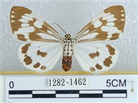 藏品(粉蝶燈蛾)的圖片