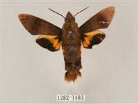 藏品(平帶長喙天蛾)的圖片