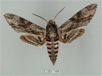 藏品(蝦殼天蛾)的圖片