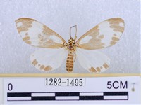 藏品(後凸蝶燈蛾)的圖片