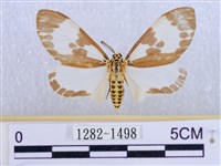 藏品(後凸蝶燈蛾)的圖片