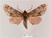 藏品(井上氏絨毛天蛾)的圖片