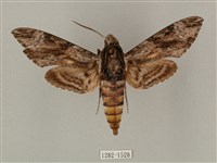 藏品(蝦殼天蛾)的圖片