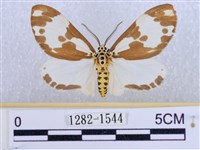 藏品(後凸蝶燈蛾)的圖片