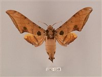 藏品(裂斑鷹翅天蛾)的圖片