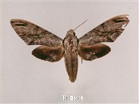 藏品(細斜紋霜天蛾)的圖片