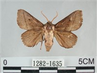 藏品(扁刺蛾)的圖片