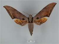 藏品(圓斑鷹翅天蛾)的圖片
