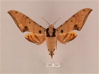 藏品(裂斑鷹翅天蛾)的圖片