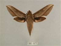 藏品(背線天蛾)的圖片