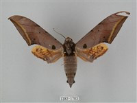 藏品(圓斑鷹翅天蛾)的圖片