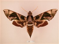 藏品(暗綠白腰天蛾)的圖片