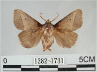 藏品(扁刺蛾)的圖片