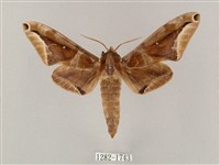 藏品(白點天蛾 )的圖片