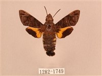 藏品(灰紋長喙天蛾)的圖片