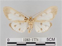 藏品(長斑擬燈蛾)的圖片