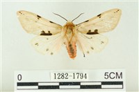 藏品(棍棒污燈蛾)的圖片