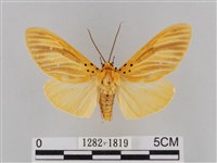 藏品(橙擬燈蛾)的圖片