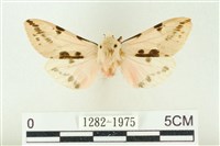 藏品(棍棒污燈蛾)的圖片