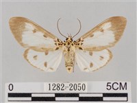 藏品(長斑擬燈蛾)的圖片