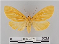 藏品(橙擬燈蛾)的圖片