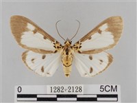 藏品(長斑擬燈蛾)的圖片