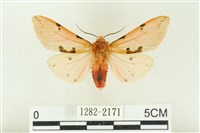 藏品(棍棒污燈蛾)的圖片