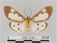 藏品(長斑擬燈蛾)的圖片