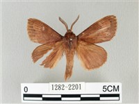 藏品(馬尾松枯葉蛾)的圖片