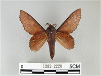 藏品(鋸緣枯葉蛾)的圖片