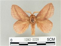 藏品(淡紋斜帶枯葉蛾)的圖片