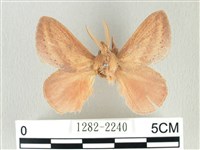 藏品(淡紋斜帶枯葉蛾)的圖片