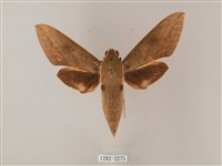 藏品(間斷斜紋天蛾)的圖片