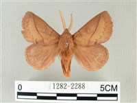 藏品(褐斜帶枯葉蛾)的圖片