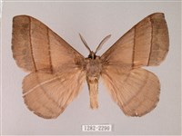 藏品(黑胸帶蛾)的圖片