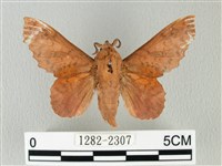 藏品(鋸緣枯葉蛾)的圖片