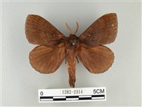 藏品(波紋枯葉蛾)的圖片