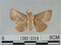 藏品(扁刺蛾)的圖片