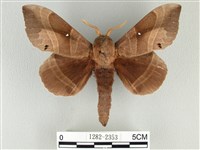 藏品(松大毛蟲)的圖片