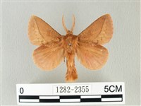 藏品(褐斜帶枯葉蛾)的圖片