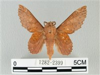 藏品(鋸緣枯葉蛾)的圖片