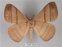 藏品(黑胸帶蛾)的圖片