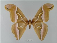 藏品(眉紋天蠶蛾)的圖片