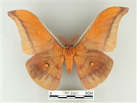 藏品(紅目天蠶蛾)的圖片