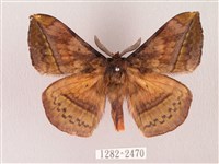 藏品(埔里帶蛾)的圖片